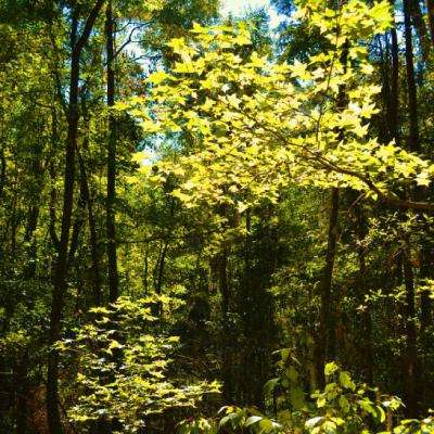 摩托车竞技6选关版