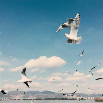 手绘古风美少女